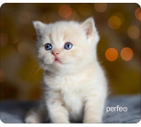 Коврик Perfeo Cat; 240х200х2 мм (PF_D0658) Рис.17