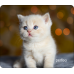 Коврик Perfeo Cat; 240х200х2 мм (PF_D0658) Рис.17
