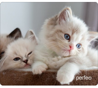 Коврик Perfeo Cat; 350х300х3 мм (PF_D0639) Рис.2